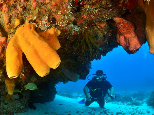 Cancun Diving Coral Reefs