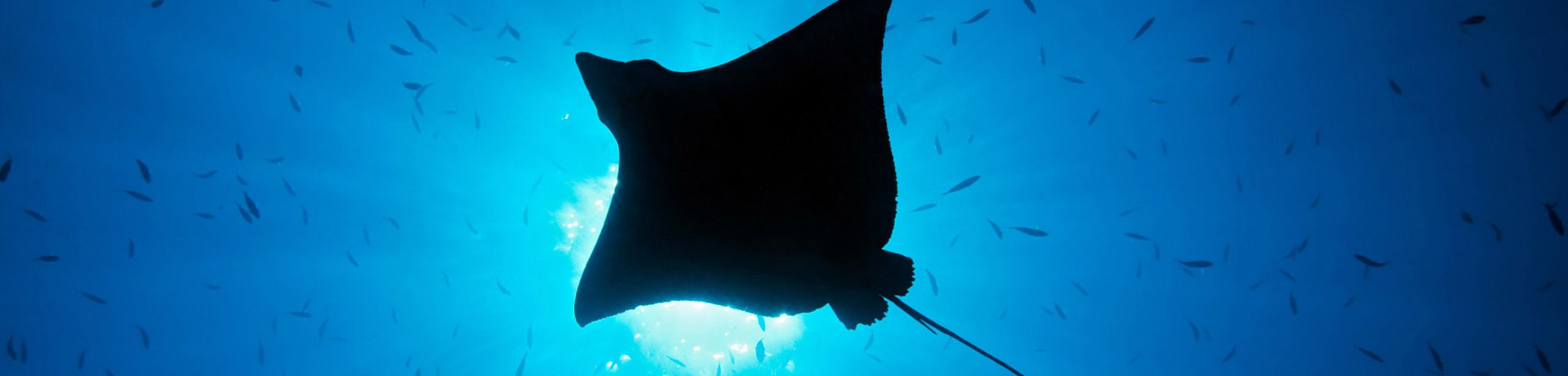 Cancun Diving Eagle Ray
