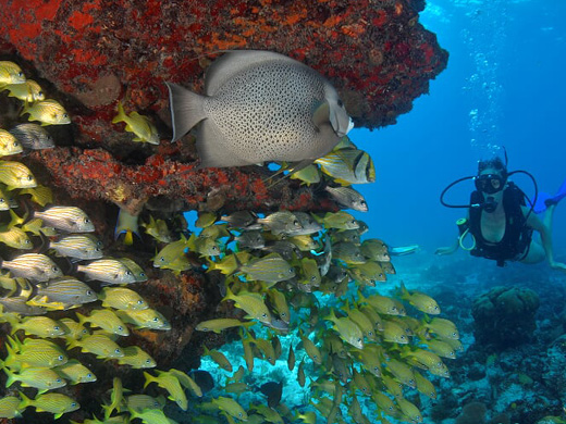 Cancun Reef Diving