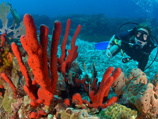 Discover Scuba Diving