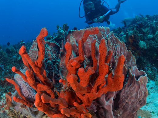 Reef Diving in Cancun Mexico