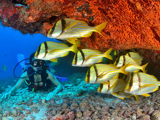 Cancun Coral Reefs