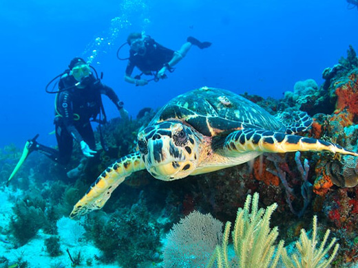 Sea Turtles in Cancun