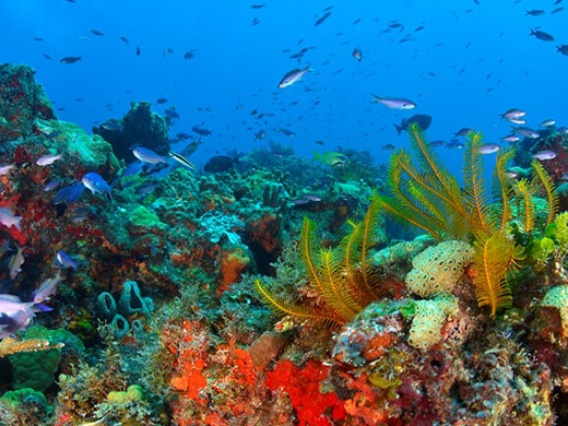 Scuba Diving Cancun Mexico