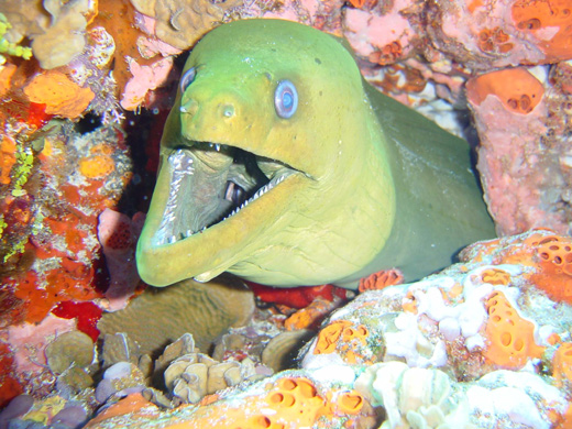 Moray Eel on Cancun Reefs