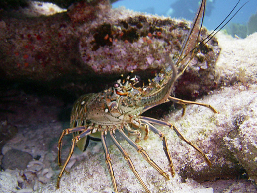Lobster on the Cancun Reefs