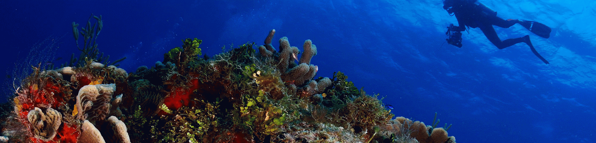 Cancun Diving Adventures Header