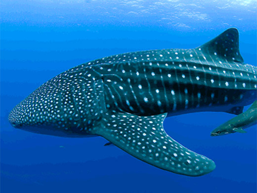 Cancun Whale Shark Tour