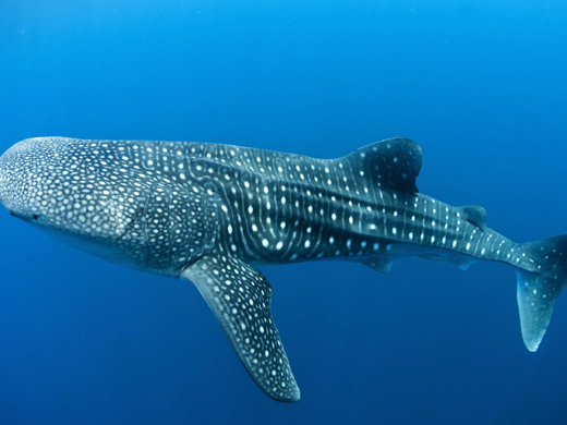 Whale Shark Tour