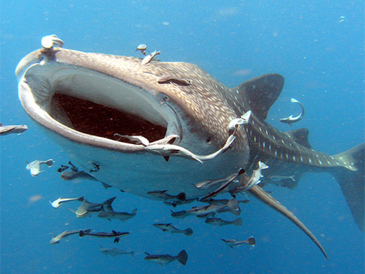 Whale Shark Tour From Cancun