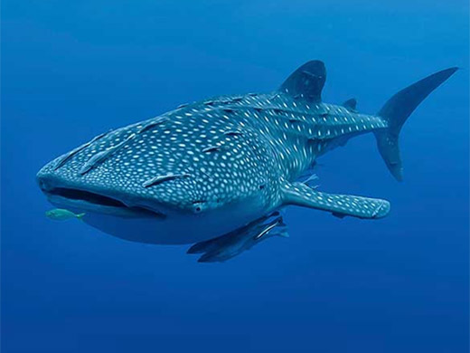 Whale Shark Tour Cancun and Playa Del Carmen