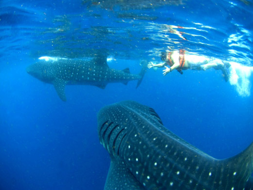 Whale Shark Tour Adventure