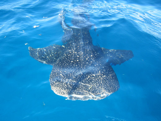 Up Close Whale Shark in Cancun