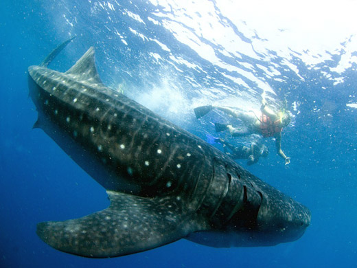 Swim With Whale Sharks in Cancun